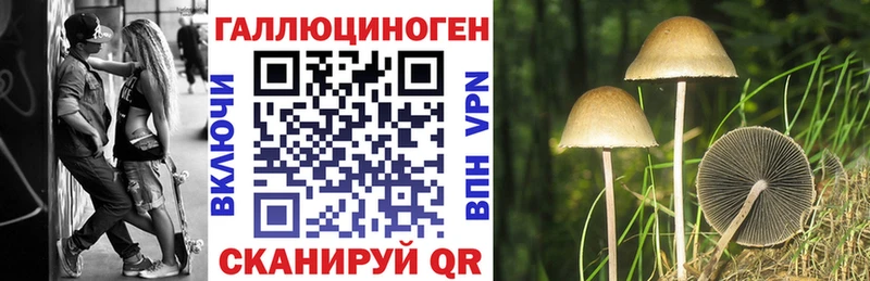 где купить   Карачаевск  Псилоцибиновые грибы Psilocybine cubensis 
