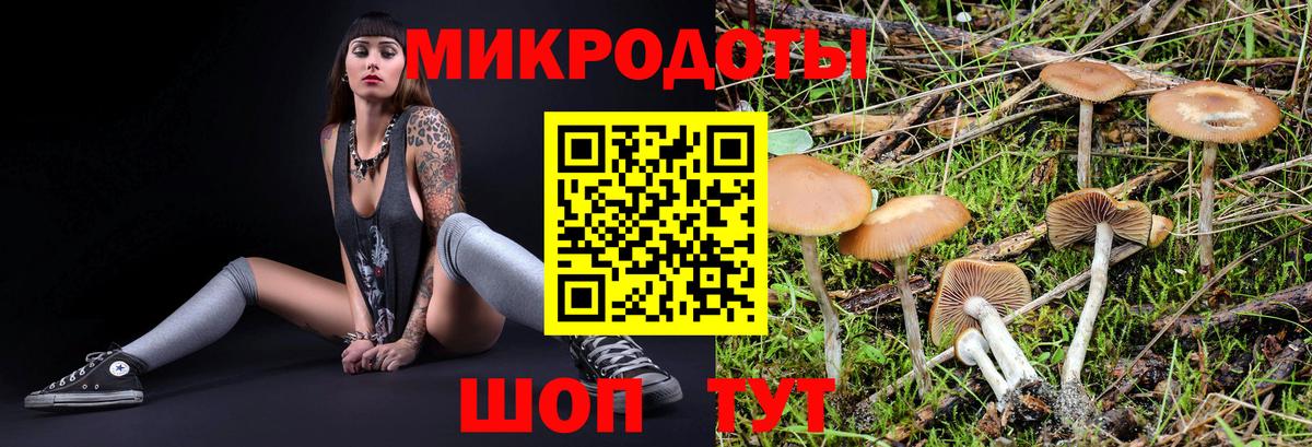 Галлюциногенные грибы Psilocybe  Вход с VPN  Карачаевск 